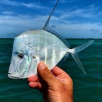look-down-fish.jpeg