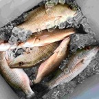 backcountry-snapper-fishing.jpeg