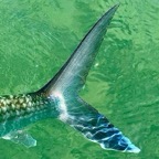 bonefishing-charter-florida-keys.jpeg