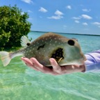 box-fish.jpeg
