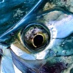 florida-keys-fishing-charter.jpeg