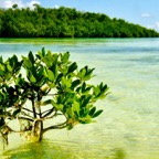 Florida-Keys-flats-fly-fishing.jpeg