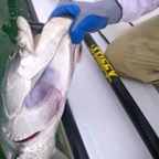 Florida-Keys-Tarpon-Guide.JPG