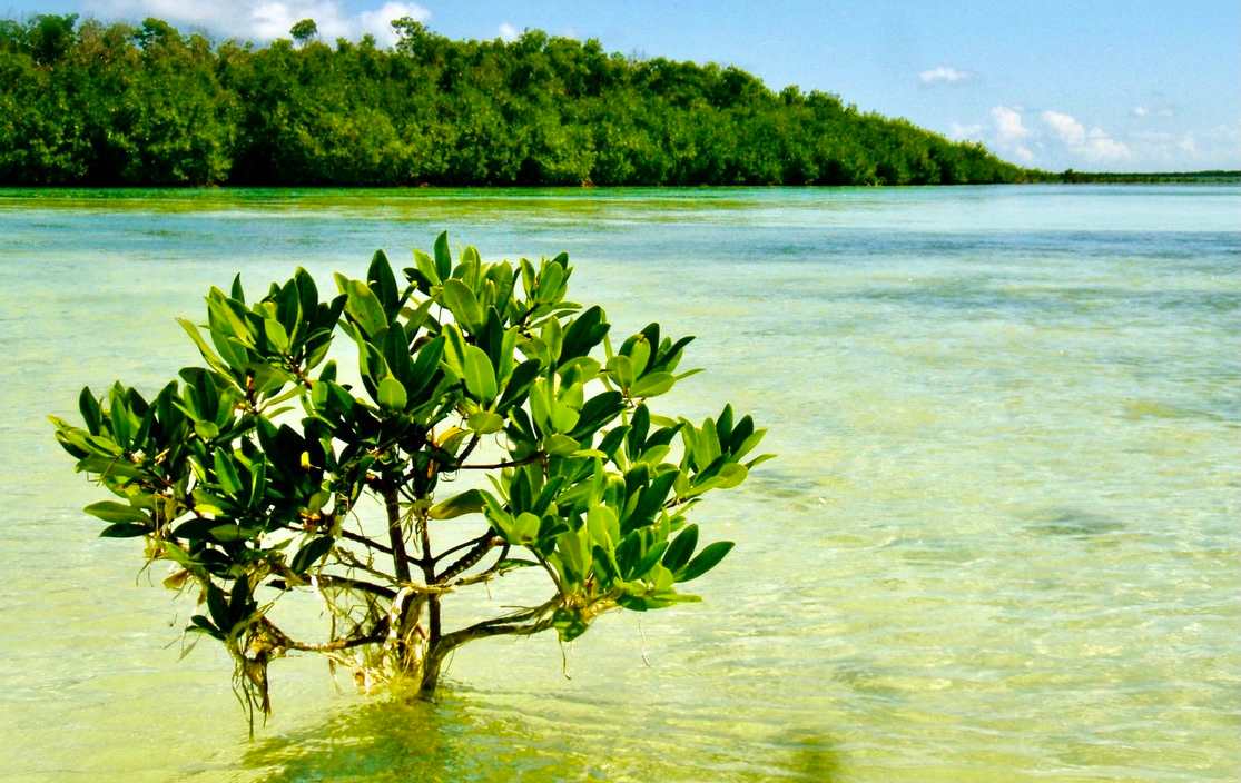 Sight fishing in the beautiful Florida Keys and Key West backcountry